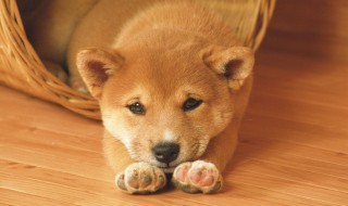 狗狗睡醒的时候咳嗽是什么原因 狗狗睡醒的时候咳嗽的原因介绍