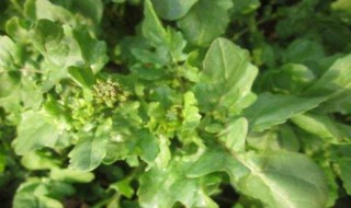 种植芝麻菜的方法 芝麻菜的种植方法说明