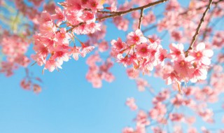 关于花的自拍朋友圈文案 关于花的自拍发朋友圈的句子