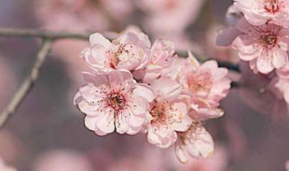 梅花喜阴还是喜阳 梅花喜欢太阳还是阴天