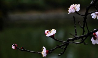 春寒古诗 春寒原文及翻译