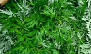 蒿子粑粑的蒿子是什么植物 蒿子粑粑的蒿子是啥植物