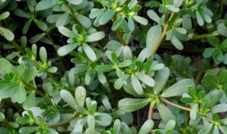 马须菜保存方法 马须菜怎么保存