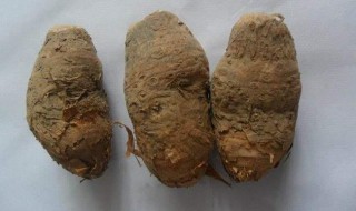 禹白附的功效 禹白附有什么好处