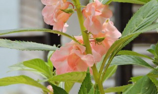 怎么种凤仙花 种植凤仙花的教程