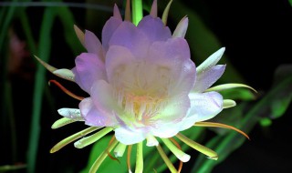 昙花一般在晚上盛开是因为要 为什么昙花一般在晚上盛开