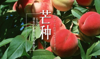 什么时候是芒种节气 关于芒种节气的时间