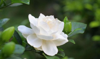 栀子花水培怎么养 如何水培养殖栀子花
