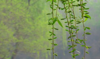 柳树上的柳絮能吃吗 柳树上的柳絮有什么价值