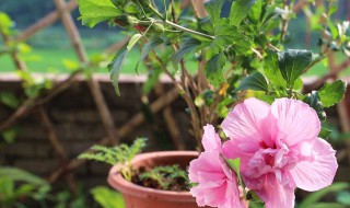 木槿花饲养方法 木槿花养殖方法