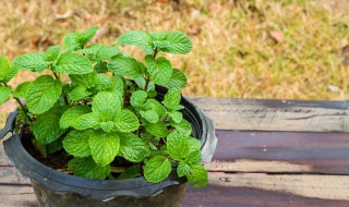 香水薄荷种植方法 香水薄荷种方法步骤