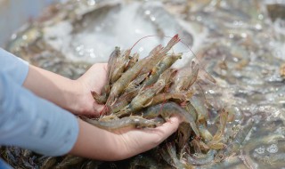 稻田养虾新方法 怎么在稻田养虾