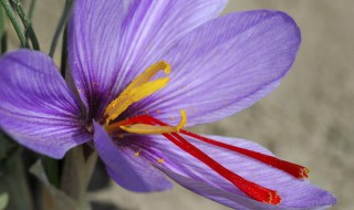 种植藏红花方法 藏红花怎么种植