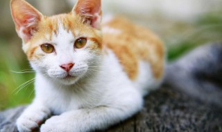 想养猫的新手该怎么做 新手养猫需要准备些什么