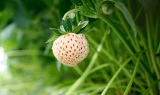 白色的草莓种子种植方法全过程 白色草莓是如何培育的