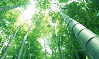 竹子多少度会冻死 竹子会冻死吗