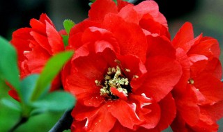 富贵玻璃海棠花养殖方法 玻璃海棠花的养殖方法介绍