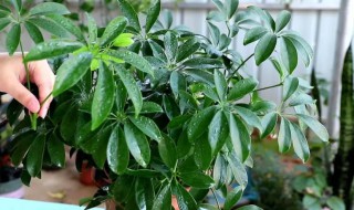室内常青植物有哪些 室外常青植物有哪些