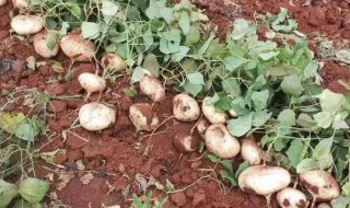 白地瓜的种植方法（白地瓜种植方法与时间）