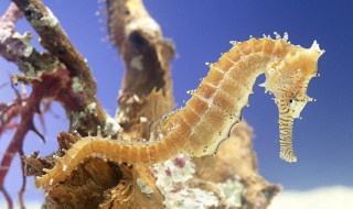 海马效应为什么叫海马效应 海马效应产生的原因