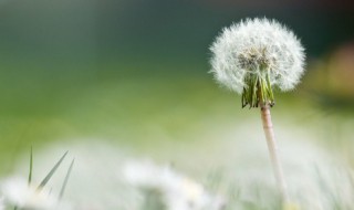 蒲公英可以晚上喝吗，晚上能不能喝蒲公英茶