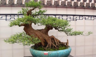 盆景摘叶的正确方法 怎么给盆景摘叶