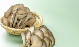 平菇种植方法简单 平菇种植方法简单介绍
