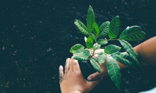 植树节植树小妙招 植树节栽树成活小技巧