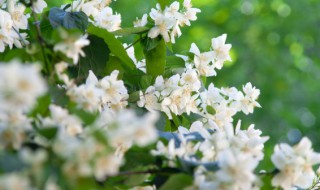 裸根茉莉种植方法，裸根茉莉种植方法图片