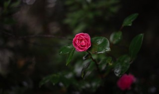 小院养花技巧 如何在小院养花