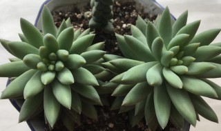 玉珠莲怎么养（玉珠莲怎么养才开花）