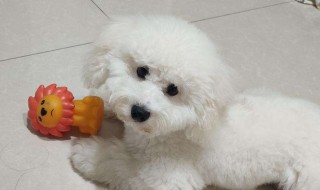 比熊两个月怎么养 比熊两个月怎么养好
