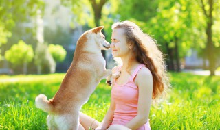 训练狗狗不扑人的妙招 如何训练狗狗不再扑人