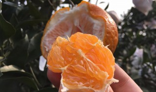 沃柑的作用 吃沃柑的好处是什么