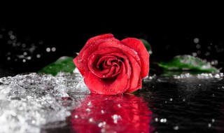不同颜色玫瑰花花语 关于不同颜色玫瑰花花语介绍
