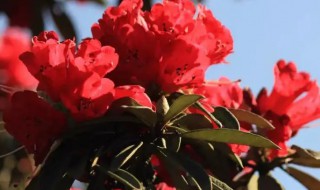 马缨花在什么季节种植合适（马缨花在什么季节种植合适视频）