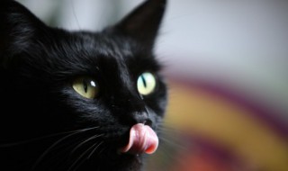 猫咪不拉屎怎么办 换了猫砂猫咪不拉屎怎么办