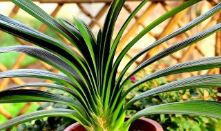 君子兰籽种植方法（君子兰籽种植方法芽点）