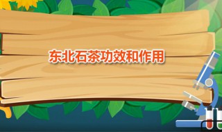 东北石茶功效和作用 东北石茶一天饮用多少合适