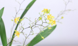 文心兰新手养殖方法 怎么养文心兰