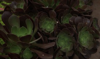 法师浇水正确方法 黑法师怎么浇水