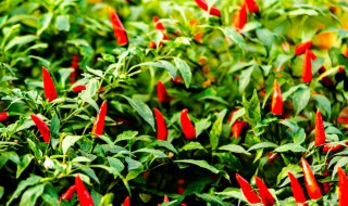 朝天椒种子怎么种植方法 家庭盆栽朝天椒的种植方法分享
