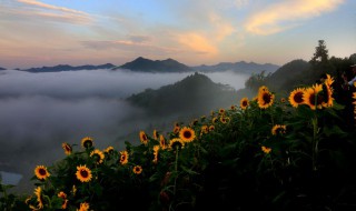为什么向日葵是朝着太阳开花 什么原因向日葵是朝着太阳开花