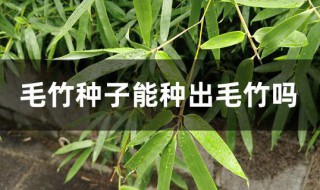 毛竹种子能种出毛竹吗 毛竹种子种出毛竹难度大吗