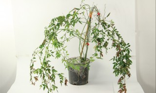 红木香种植方法和注意事项 红木香的养殖方法