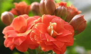长寿花为什么叫长寿花 叫长寿花的原因