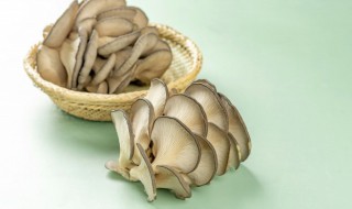 蘑菇怎么养殖 种植蘑菇