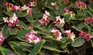 瑞香的种植与养护方法（瑞香的种植与养护方法图片）