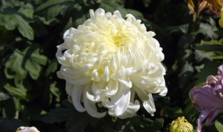 菊花植物种植方法 菊花植物种植方法视频