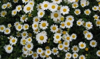 雏菊种植方法详解 雏菊种植方法介绍